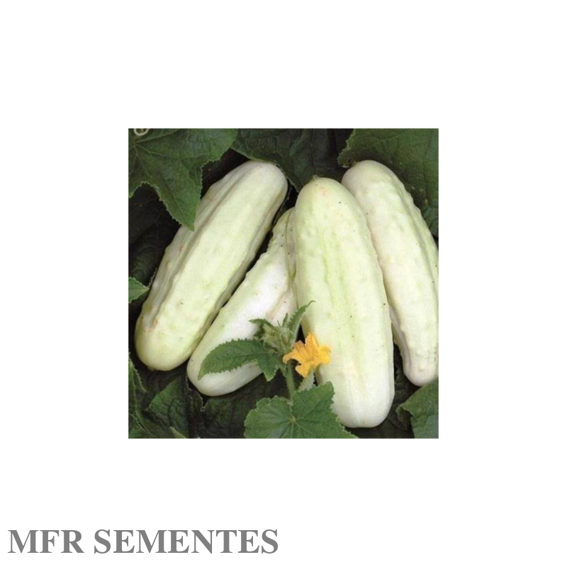 Semente de pepino branco 10gr Luso Sementes